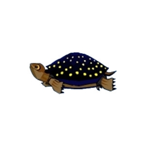 Spotted Turtle